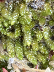 Catagonium nitens maritimum