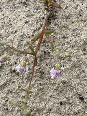 Nemesia bicornis