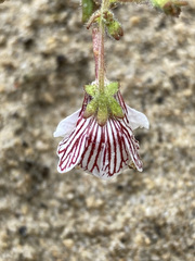 Nemesia bicornis