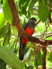 Trogon mesurus