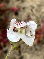 Nemesia bicornis