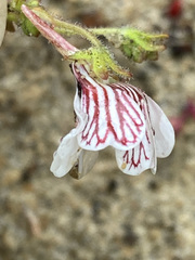 Nemesia bicornis