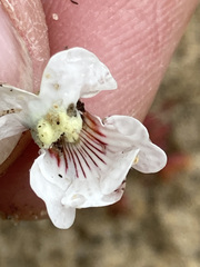 Nemesia bicornis