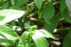 Catochrysops panormus exiguus