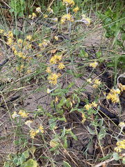 Helichrysum versicolor