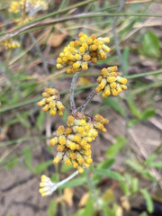 Helichrysum versicolor