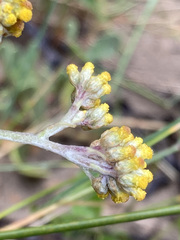 Helichrysum versicolor