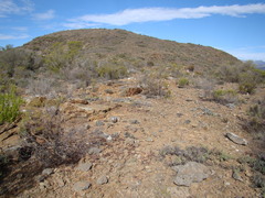 Brianhuntleya intrusa