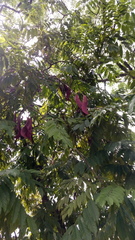 Saraca thaipingensis