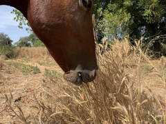 Cenchrus pedicellatus