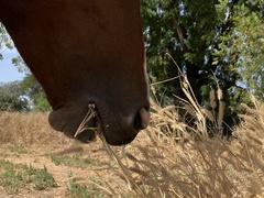 Cenchrus pedicellatus