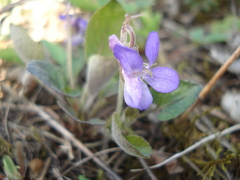 Viola rupestris