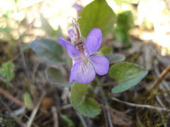 Viola rupestris