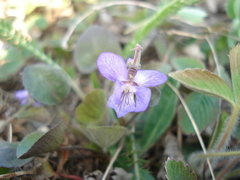 Viola rupestris