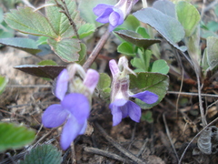 Viola rupestris