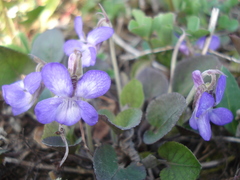 Viola rupestris