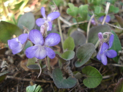 Viola rupestris
