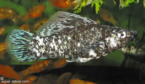 Sailfin Molly