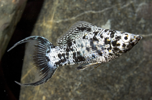 Sailfin Molly