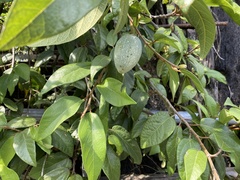 Ficus pumila awkeotsang