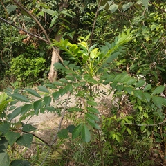 Zanthoxylum avicennae