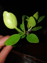 Chorisochora transvaalensis