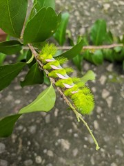 Automeris naranja