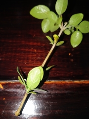 Chorisochora transvaalensis