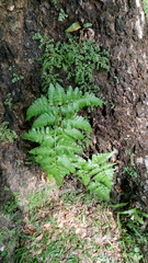 Davallia denticulata