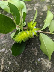 Automeris naranja