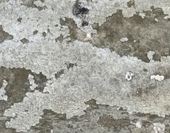 Arthonia patellulata