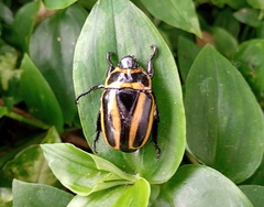 Macraspis cincta