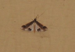 Maruca amboinalis