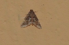 Elophila difflualis