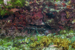 Panulirus laevicauda