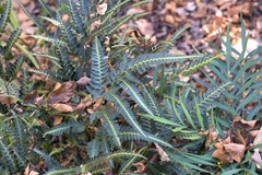 Arachniodes simplicior