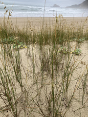 Ehrharta villosa maxima