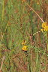 Juncus balticus ater