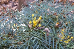 Berberis ganpinensis