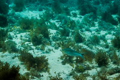 Malacanthus plumieri