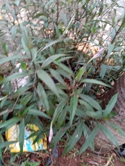 Ruellia simplex