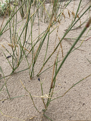 Ehrharta villosa maxima