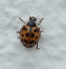 Harmonia axyridis
