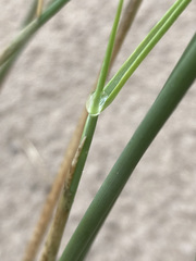 Ehrharta villosa maxima