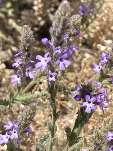 iNaturalist observation photo of western vervain
