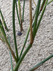 Ehrharta villosa maxima
