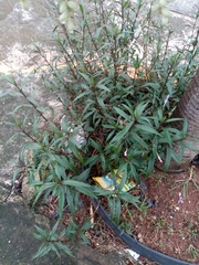 Ruellia simplex