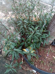Ruellia simplex