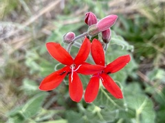 Oxypetalum coccineum