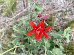 Oxypetalum coccineum